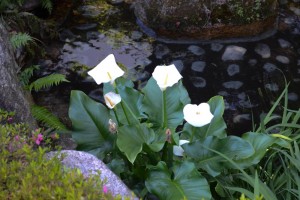 20150608　6月の花 2 カラー